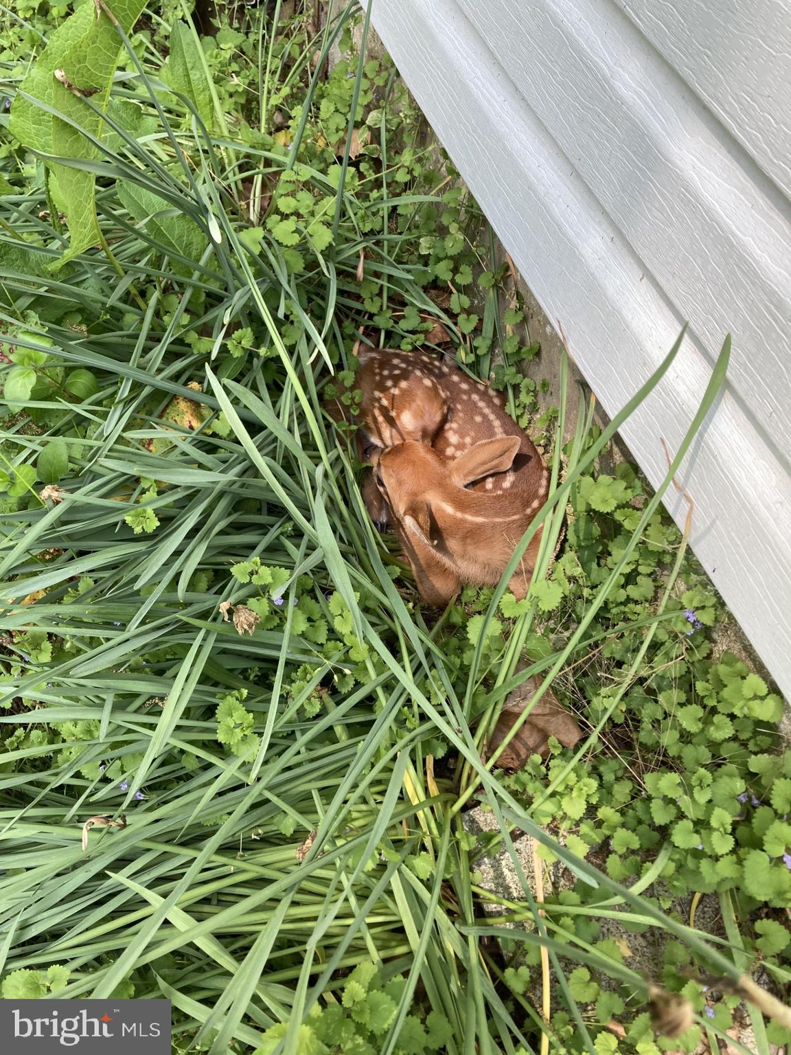1485 Compton Hollow Road Rileyville, VA 22650 - Photo 5 of 55