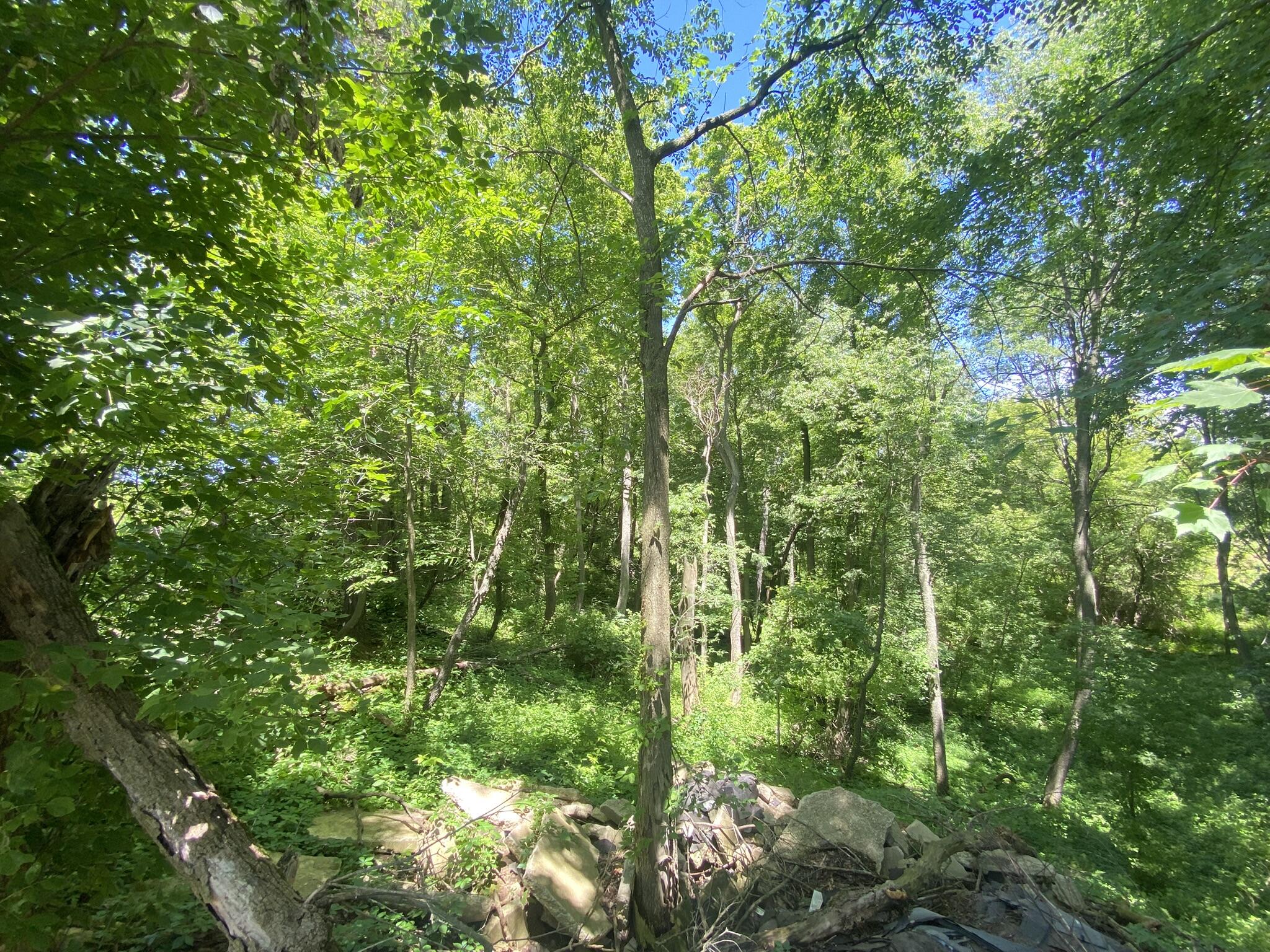 Cassidy Road Bellevue, MI 49021 - Photo 4 of 13 IMG_9367