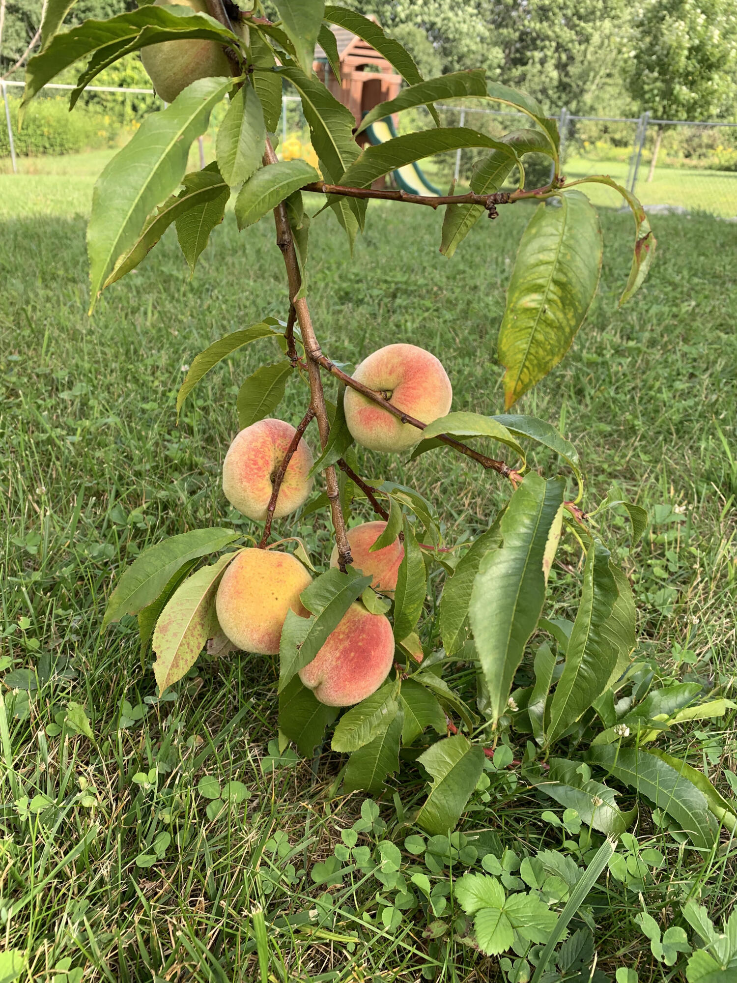 55 Orchard Road Cumberland Center, ME 04021 - Photo 59 of 78 Peach Tree