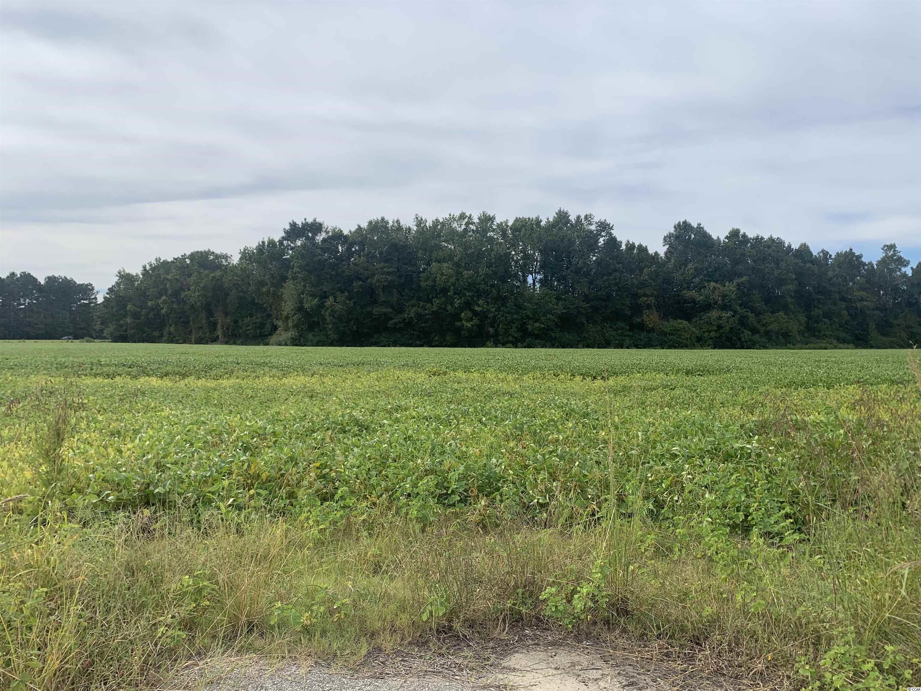Tbd2 Shoebuckle Road Loris, SC 29569 - Photo 1 of 3 Gallery Image 1