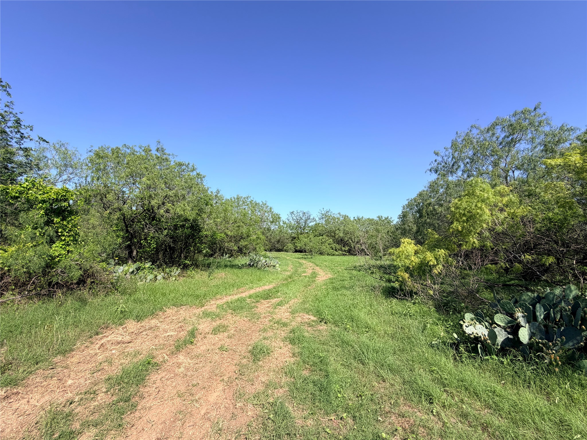 150 Pumper Road Luling, TX 78648 - Photo 13 of 24 A verdant, undeveloped lot offers a natural retreat with mature trees and a clear path.