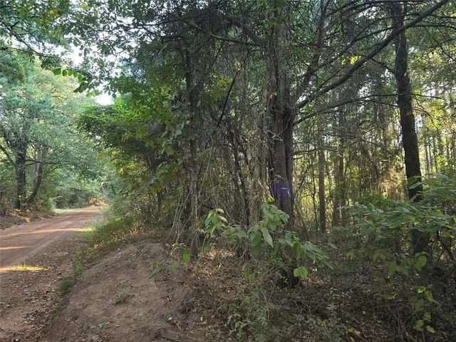 a view of a forest with trees in the background