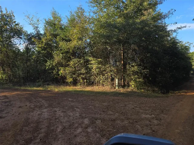 a view of a forest with trees in the background