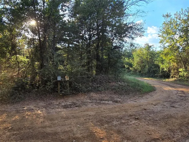 a close up of a tree