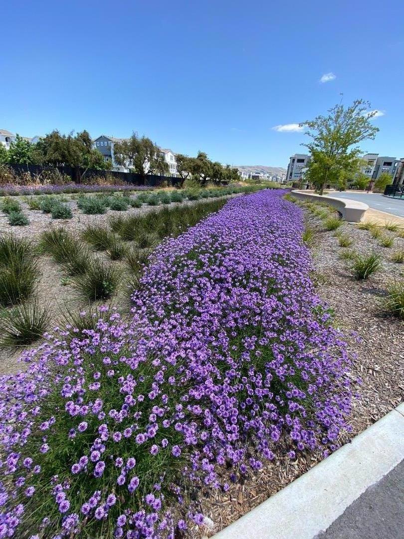 305 Wild Rose Way Milpitas, CA 95035 - Photo 37 of 41 a view of a garden with a lot of flowers in it
