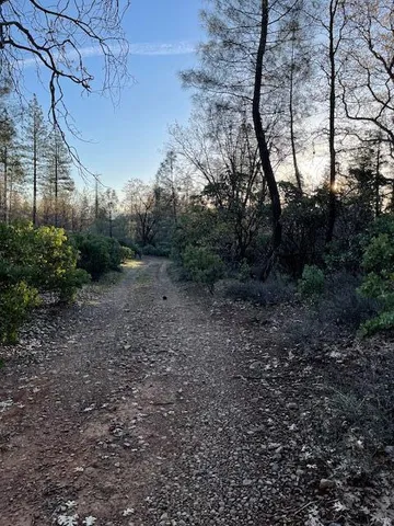 a view of a forest filled with trees