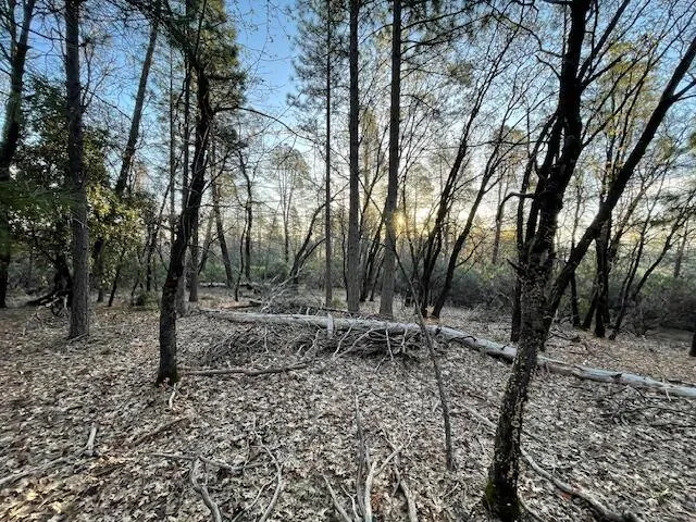 a view of a road with trees