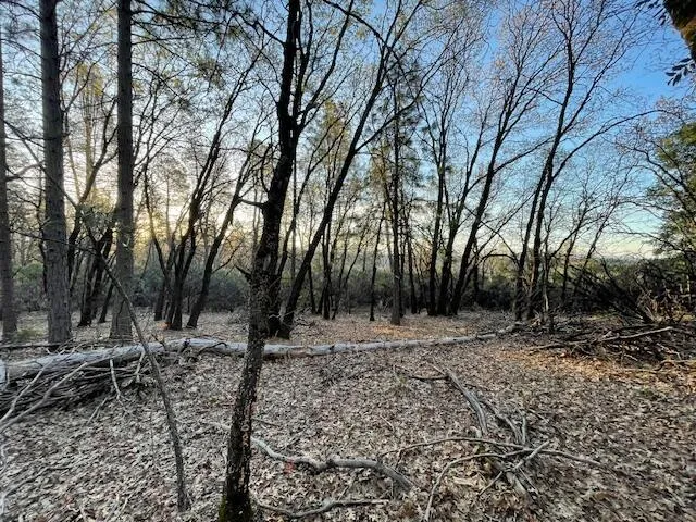 a view of a forest with trees in the background