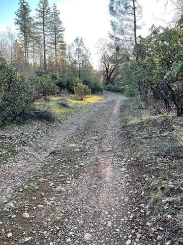a view of a forest with trees in the background