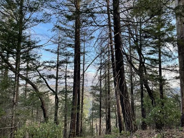 a view of a forest with trees