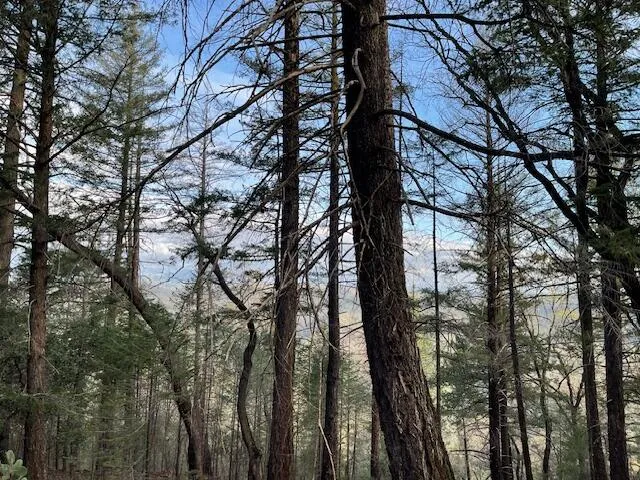 a view of a forest with lots of trees