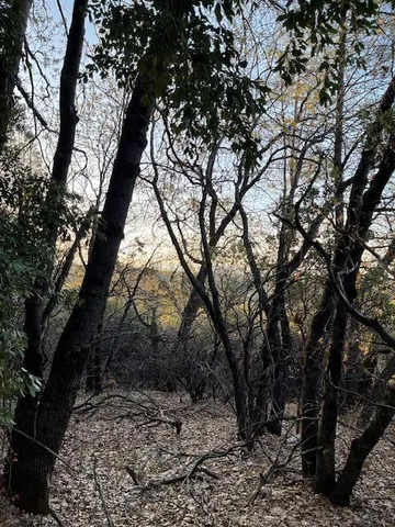 a view of a trees with a tree