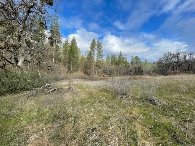 a view of a yard with large trees