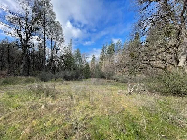 a view of a yard with a tree