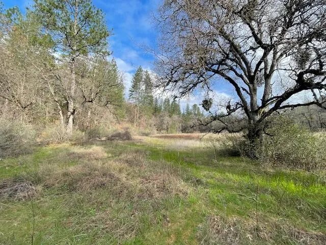 a view of a yard with a tree