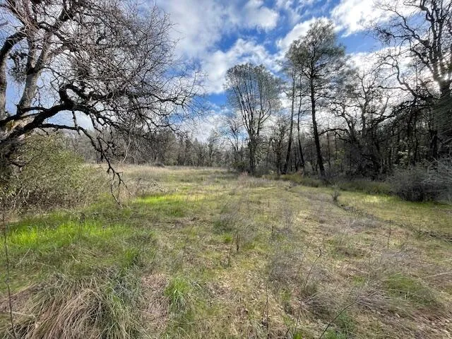 a view of a forest with trees
