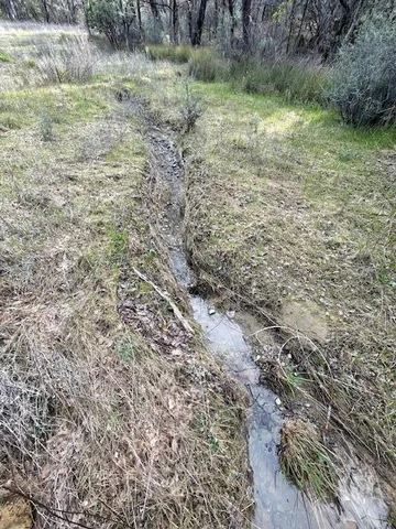 a view of field with large trees