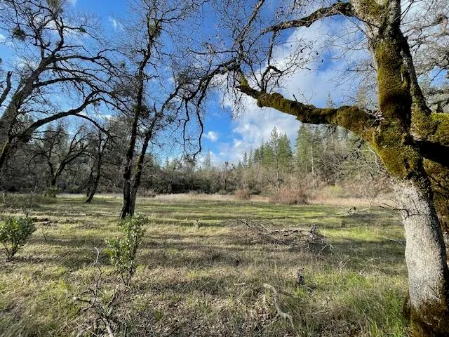 a view of a plant in a garden