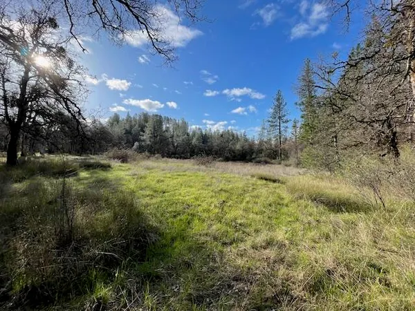 a view of a field with a tree