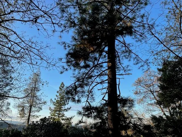 a view of a forest with trees in the background