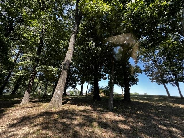 46 Blackgum Road Brownsville, TN 38012 - Photo 4 of 18 a view of a tree in the middle of a yard