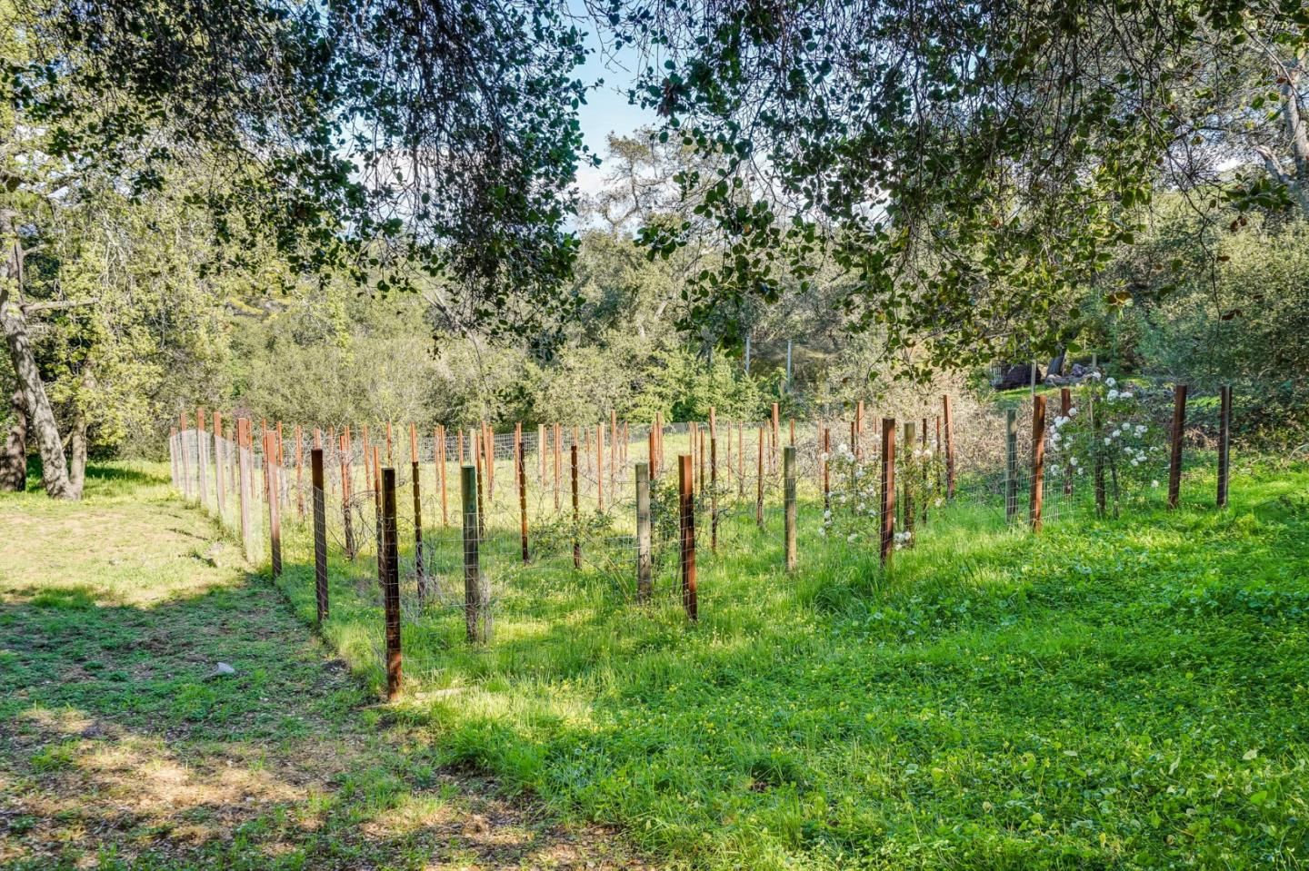 540 Moore Road Woodside, CA 94062 - Photo 16 of 85 a backyard of a house with lots of green space