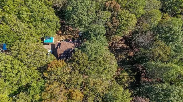 a view of a forest with a tree