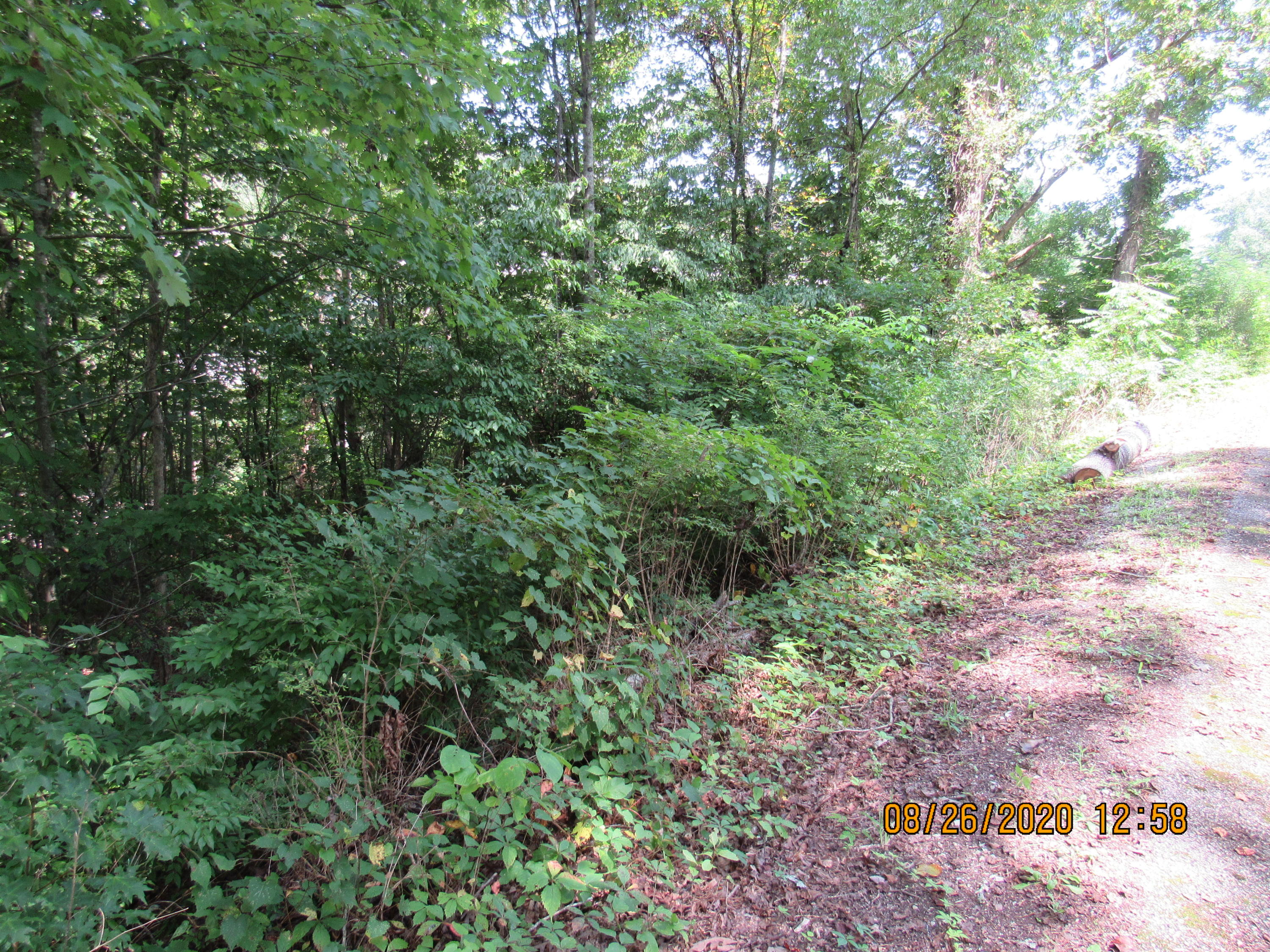 Spring Street Lancing, TN 37770 - Photo 19 of 19 IMG_2720