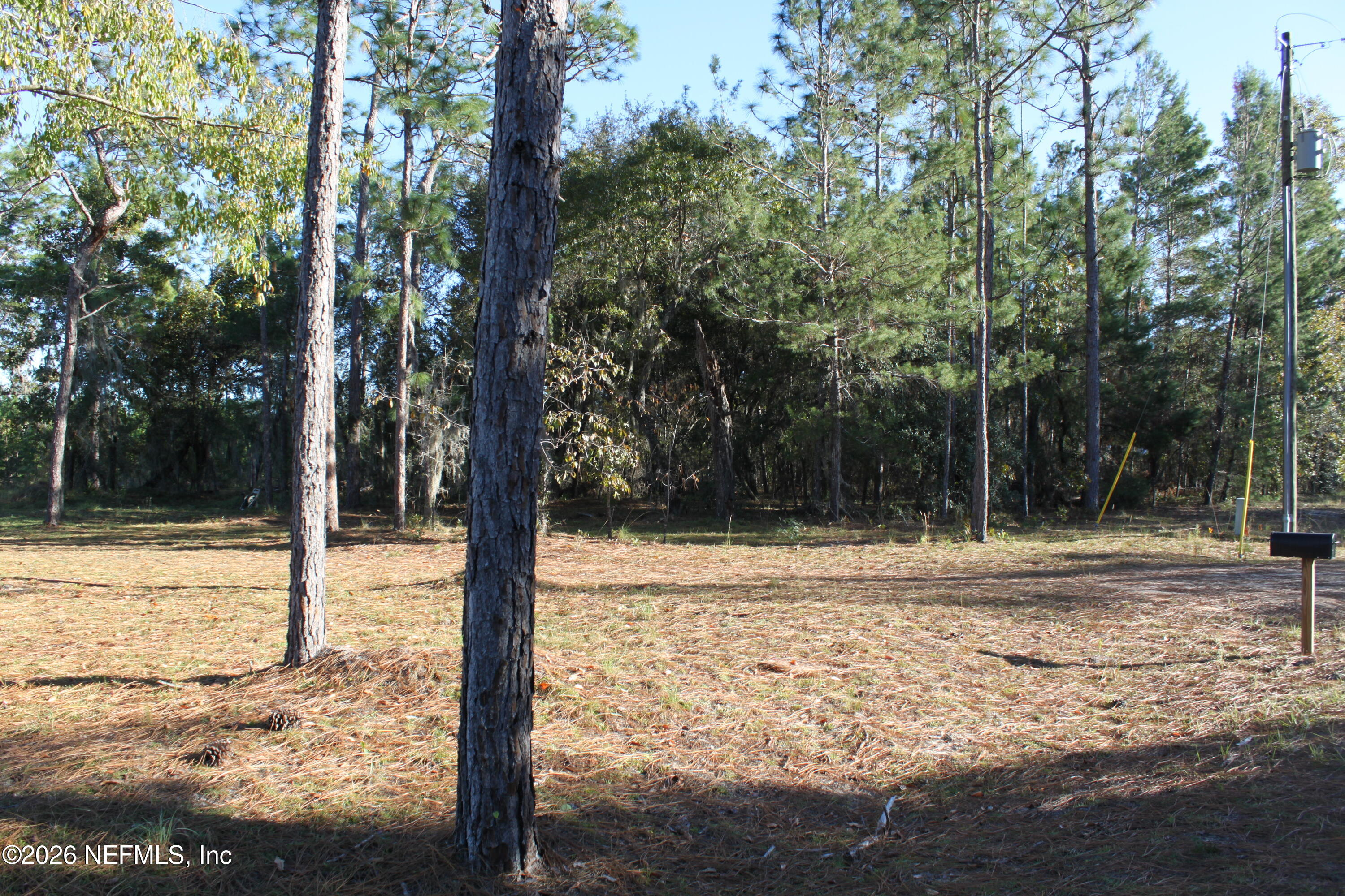 221 Magnolia Road Hawthorne, FL 32640 - Photo 4 of 18 a view of a yard with trees