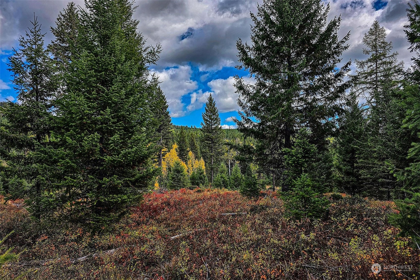0 Sheridan Road Republic, WA 99166 - Photo 5 of 17 a view of a forest with a tree