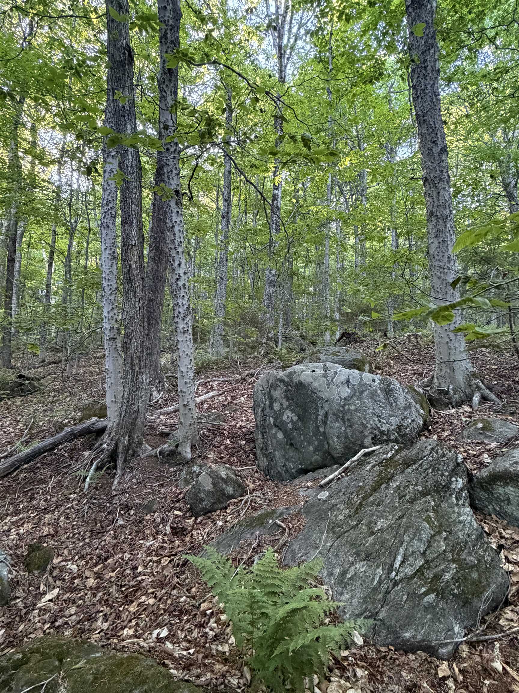 Scattered Timber Road Wilmington, VT 05363 - Photo 21 of 24