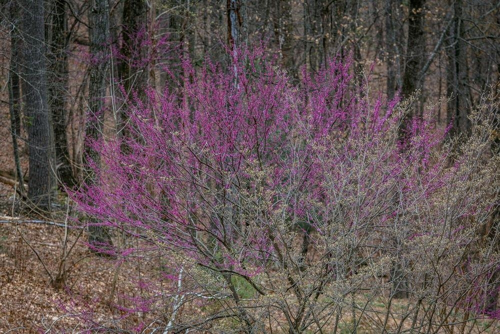9586 Brunk Spring Lane Broadway, VA 22815 - Photo 57 of 58 a view of a house with a yard