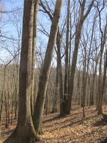 0 Smiths Road Carthage, TN 37030 - Photo 9 of 14 Gallery Image 9
