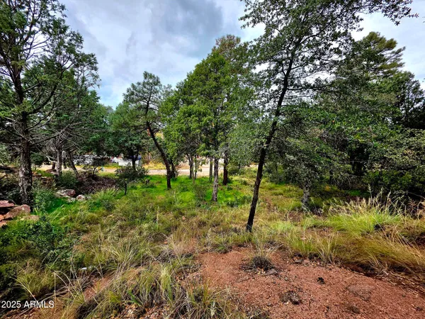 a view of a lush green forest