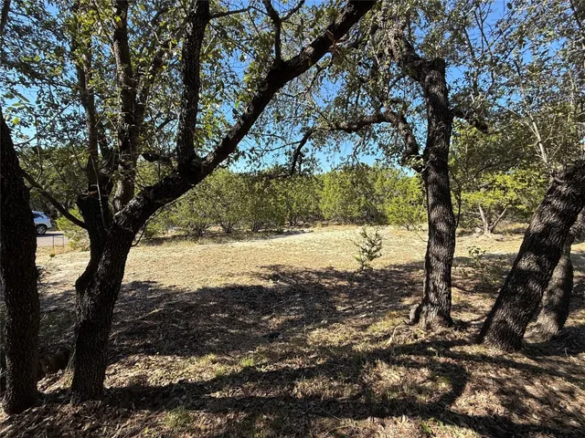 a view of a yard with large tree