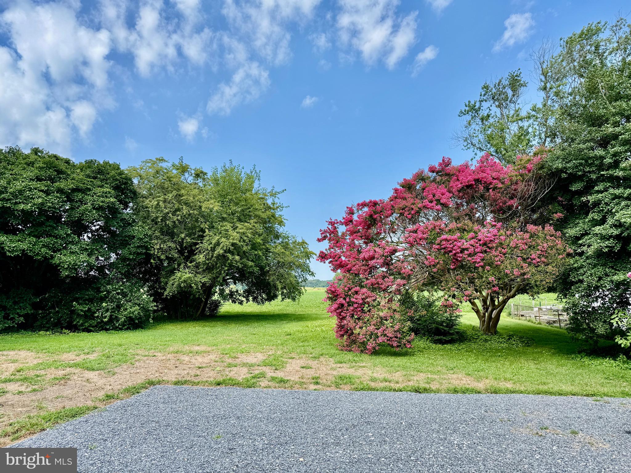 3860 Main Street Trappe, MD 21673 - Photo 57 of 58 a view of a yard with plants and large trees