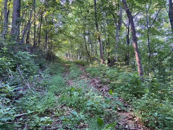 a view of a lush green forest
