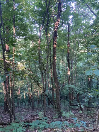 a view of a forest with trees