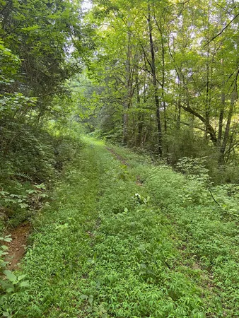 a view of a lush green forest