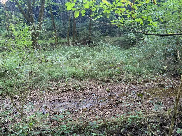 a view of a lush green forest with lots of trees