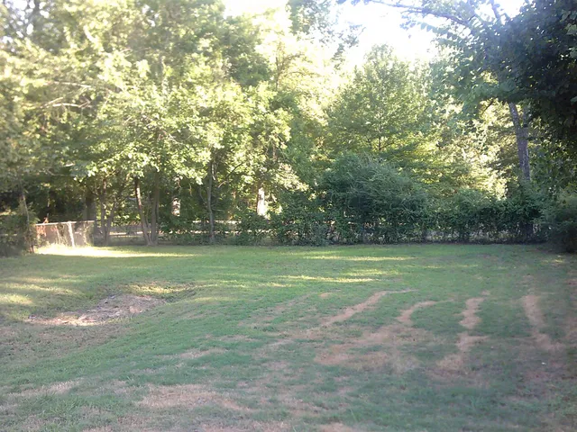 a view of a trees in a yard