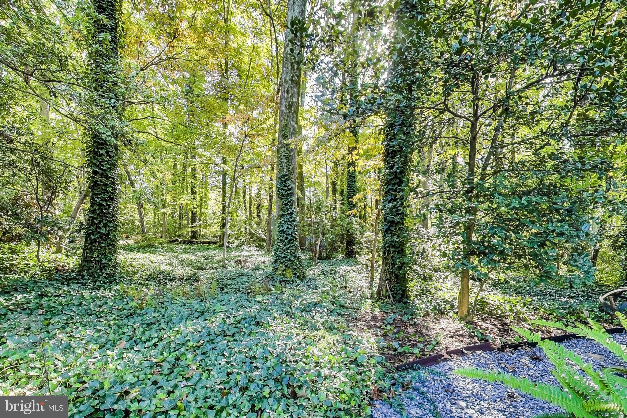 116 Northway Road Greenbelt, MD 20770 - Photo 43 of 46 Backyard view with pathway