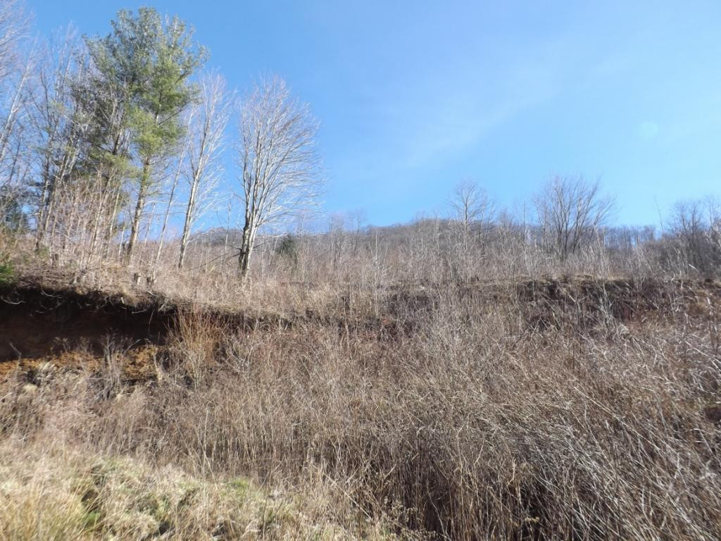671 Shell Creek Road Roan Mountain, TN 37687 - Photo 5 of 6 Photo 5