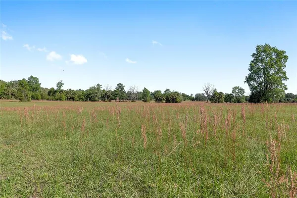 a view of a forest with trees