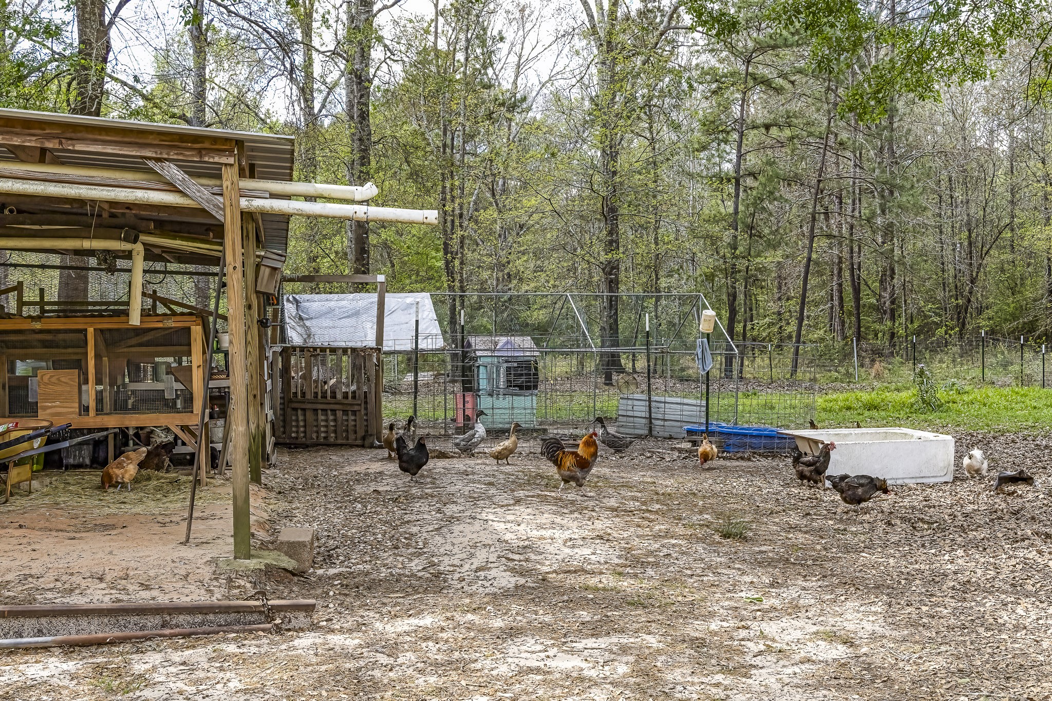 188 Pullin Road Corrigan, TX 75939 - Photo 35 of 50 Animals included if desired