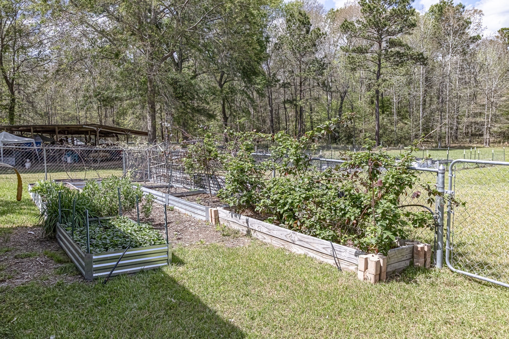 188 Pullin Road Corrigan, TX 75939 - Photo 44 of 50 Berry Bushes