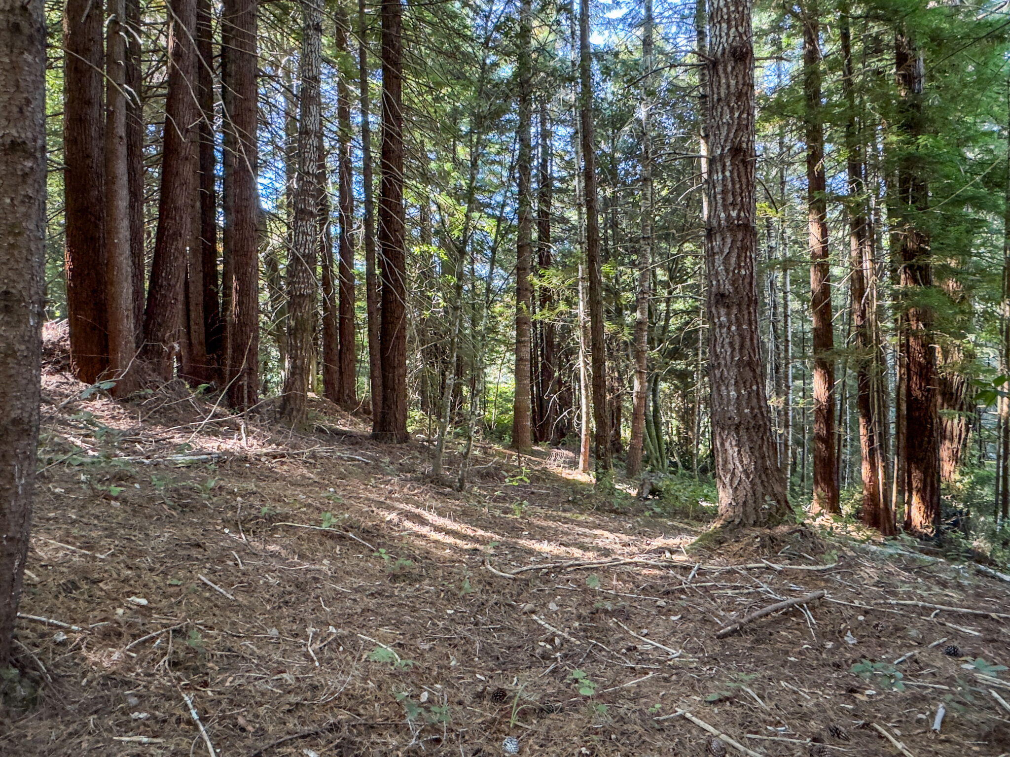 7097 Fickle Hill Road Arcata, CA 95521 - Photo 18 of 43