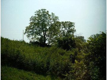 29 High Bridge Road Lancaster, KY 40444 - Photo 2 of 3 Photo 2