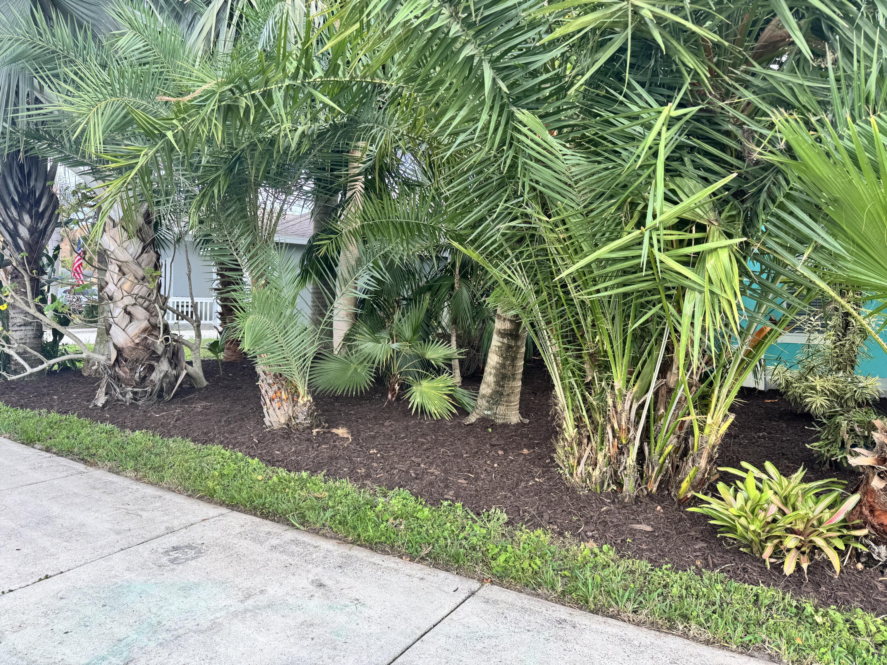 4571 Southeast Murray Cove Circle Stuart, FL 34997 - Photo 6 of 35 a view of a yard with plants and a large tree