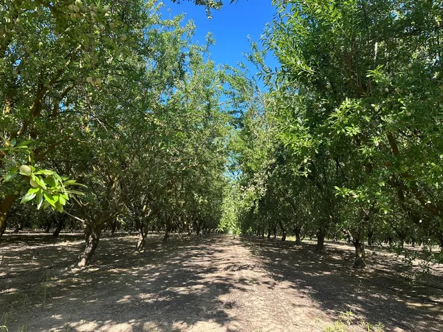 a view of a tree in a yard
